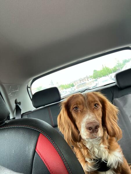 Puppy Survival Thread for New and Old Pups - Spring is around the corner!