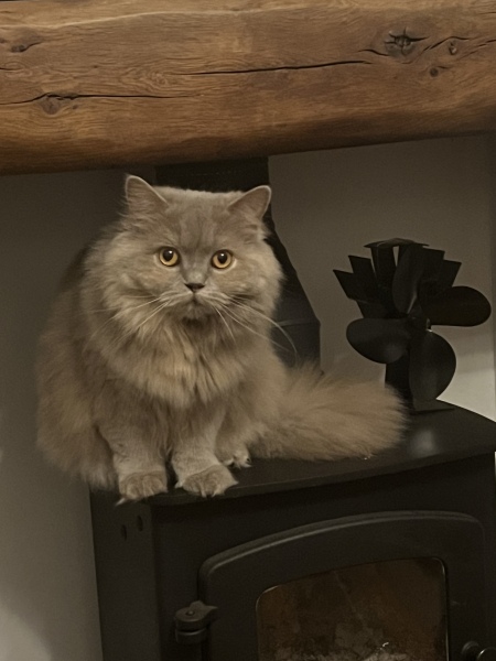 Is our kitten always going to be anti-social?
