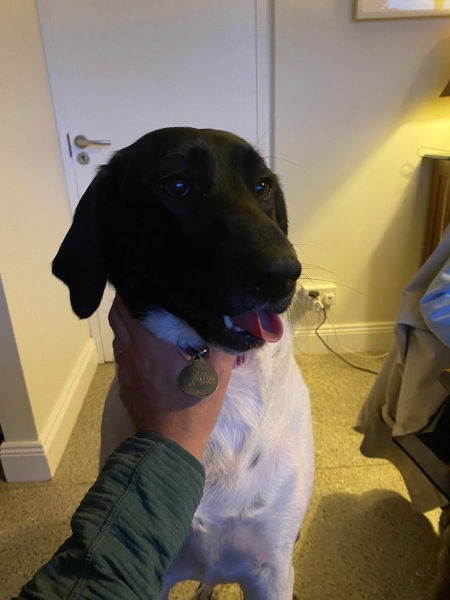 What mix is my dog ( photo included)