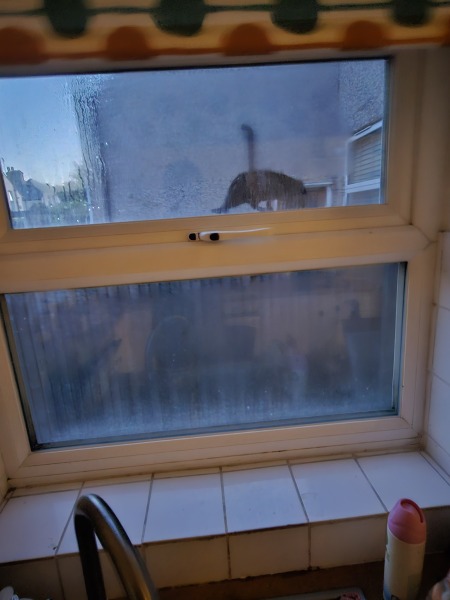 window replacement for privacy