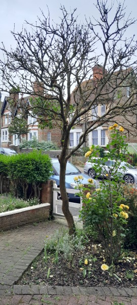 Anyone know how to prune a (very!) established lilac 'tree'? With pics