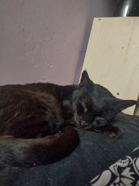 Machiavellian Misbehaviour- the Excellent Cats Deny Everything