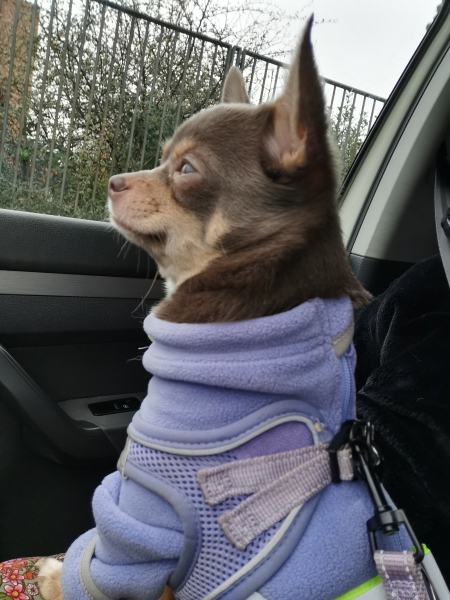 My chihuahua was snappy and aggressive today.