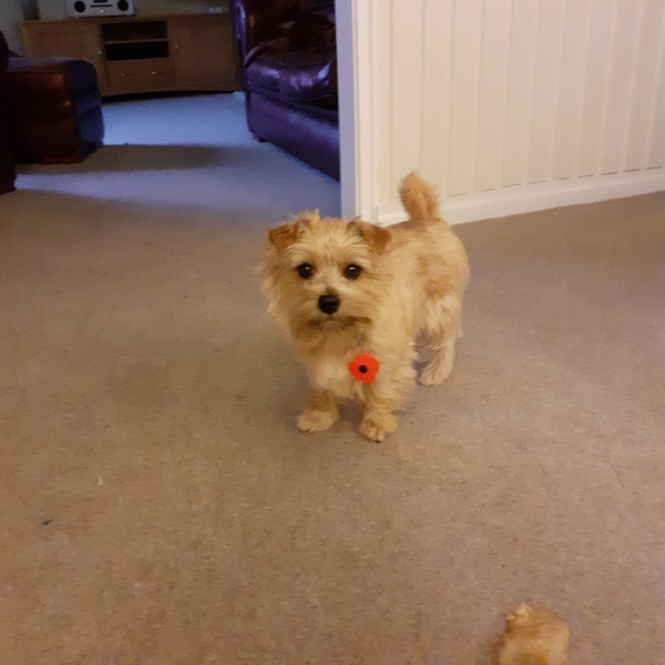 Dear Small Dog Owners,
