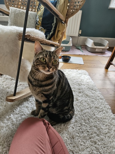 New cats - knocking stuff over and bonded pairs