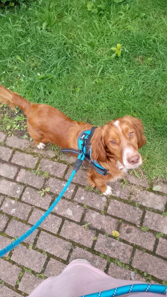 Puppy Survival Thread for New and Old Pups - Spring is around the corner!