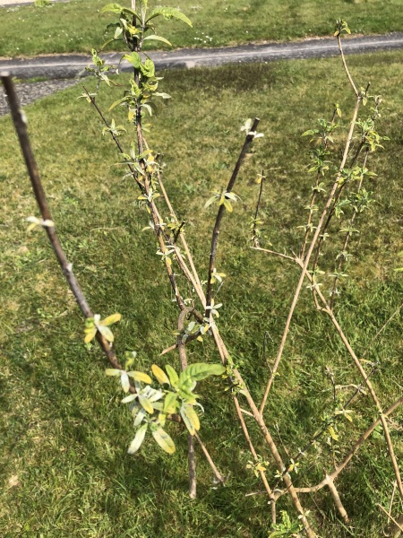 Buddleia looks iffy