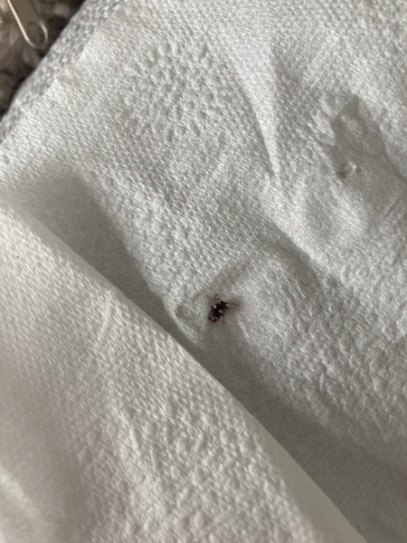 Bug?