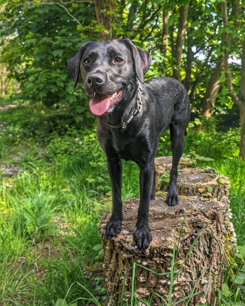 Puppy Survival Thread for New and Old Pups - Spring is around the corner!