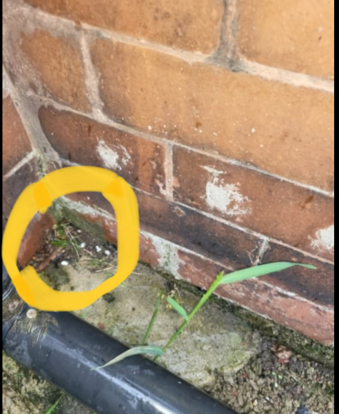 To ask about this damp?