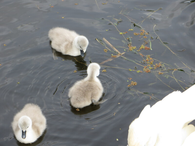 Thread 47 Sunak : The Ship of Fools sails on