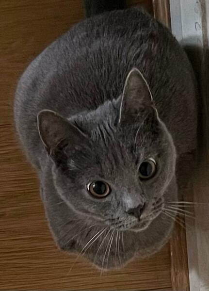 Thread 47 Sunak : The Ship of Fools sails on