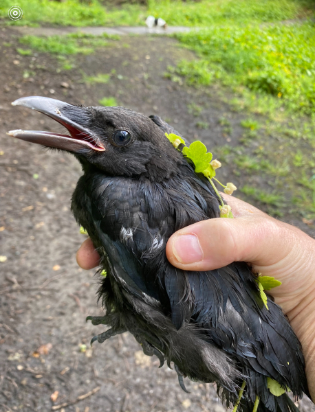 To think this baby crow will be abandoned by its mother now