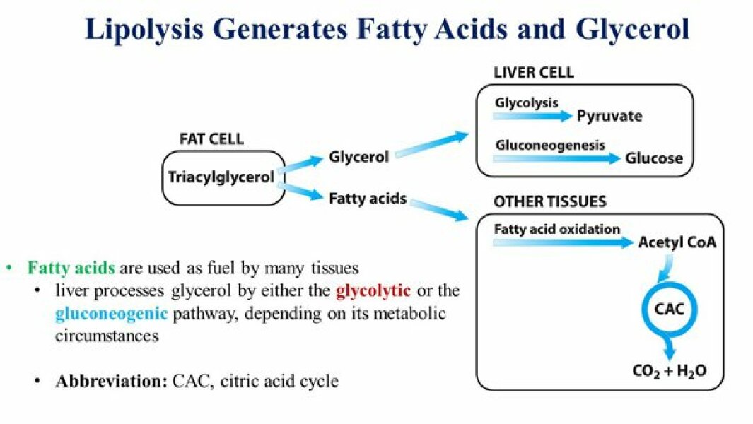 Do you still think it's all about calories in vs calories out and fat people are not disciplined enough ?