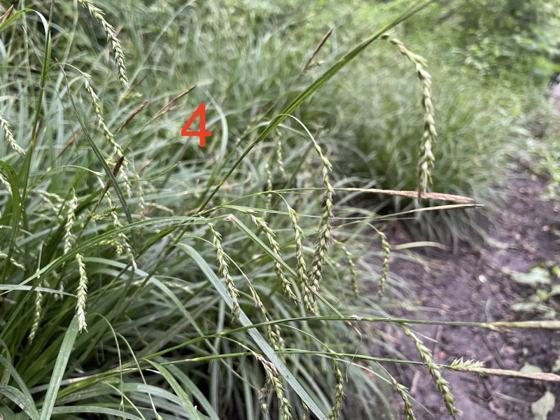Help identify these grasses (pics)