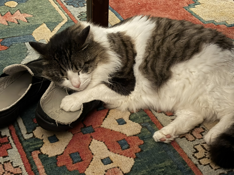 Machiavellian Misbehaviour- the Excellent Cats Deny Everything