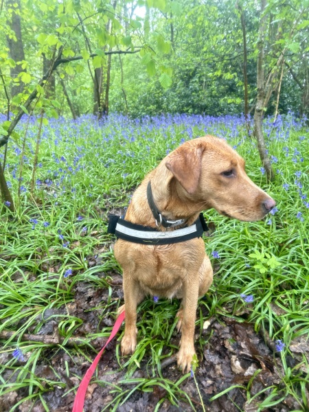 Puppy Survival Thread for New and Old Pups - Spring is around the corner!