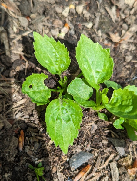Plant ID please
