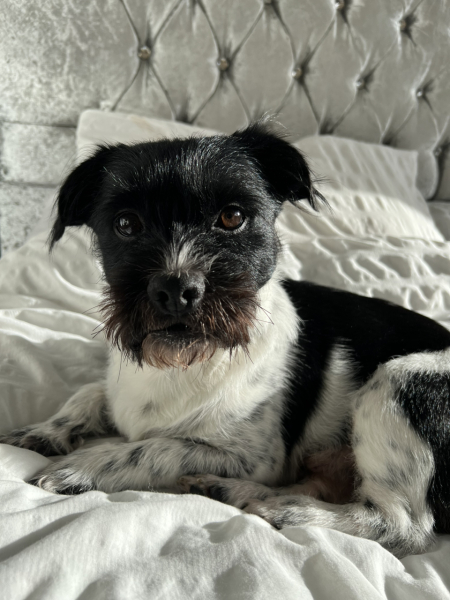 URGENT - DOG ATTACKED PARTNER **Please read OP's latest updates**  [edited by MNHQ]