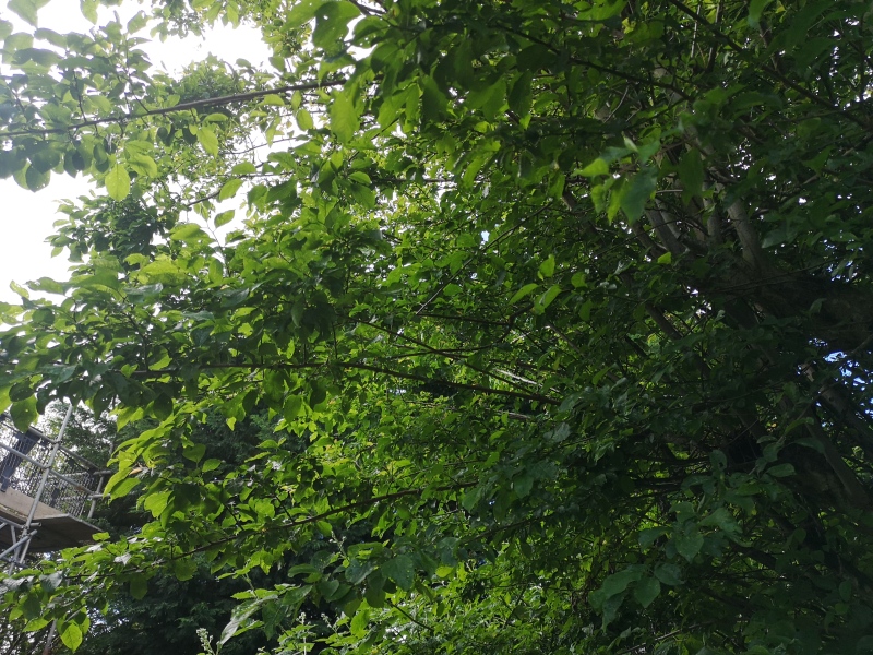 What shall I do with this tree?