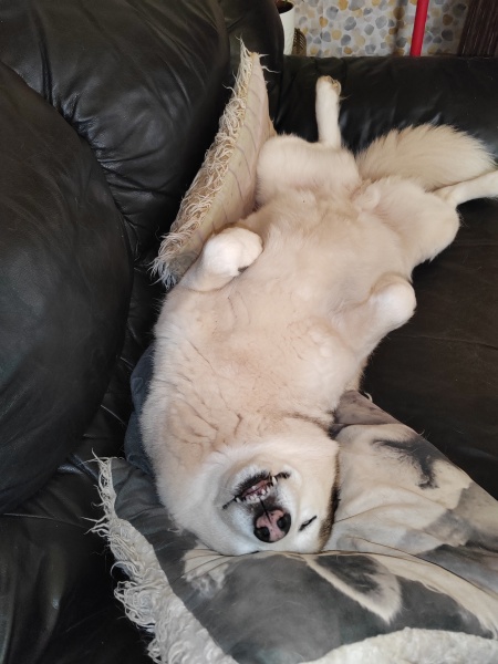 To report my neighbour's dog without speaking to them first?