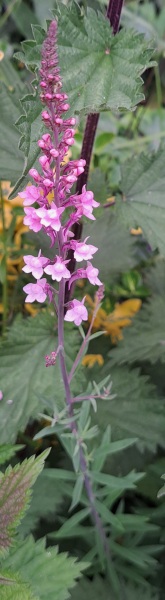 Another "what is this plant"...