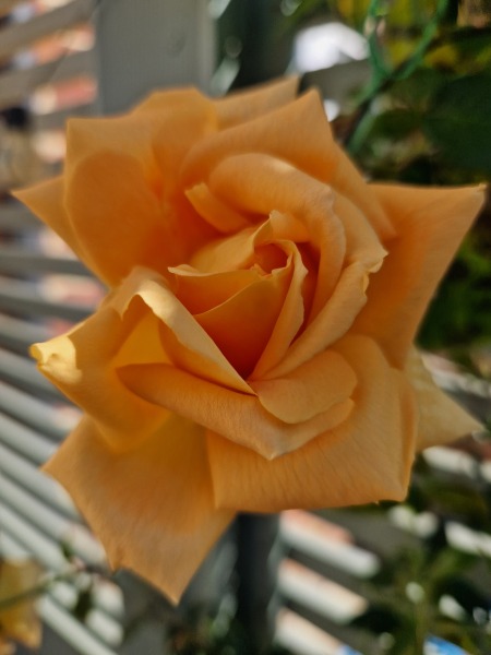 What's in flower in your garden right now?