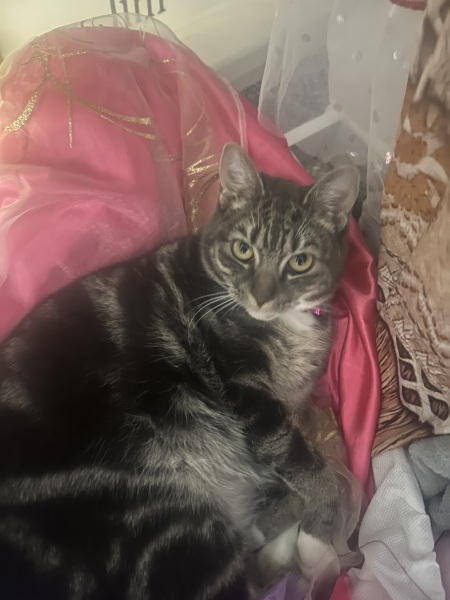 Cat with soft, thick undercoat