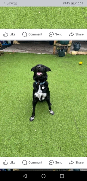 For weeks we have searched rescue centres for a youngish family dog. We've tried RSPCA, Battersea, Dogs Trust, Many Tears, Bordercollie Trust, Collie rescue, local rescues, much less local ones