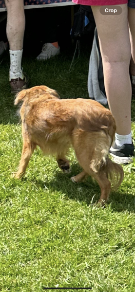What breed is this dog?!
