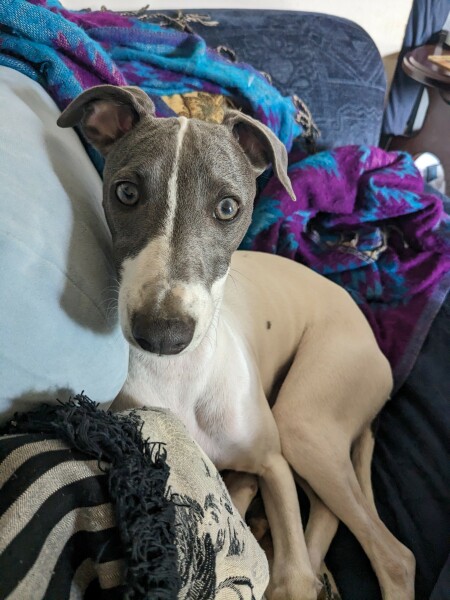 Puppy Survival Thread for New and Old Pups - Spring is around the corner!