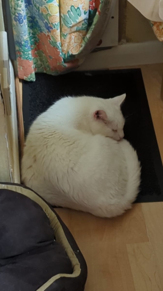 Persuading cat to sleep elsewhere