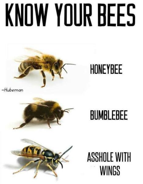 I've just been stung by a wasp while I was asleep