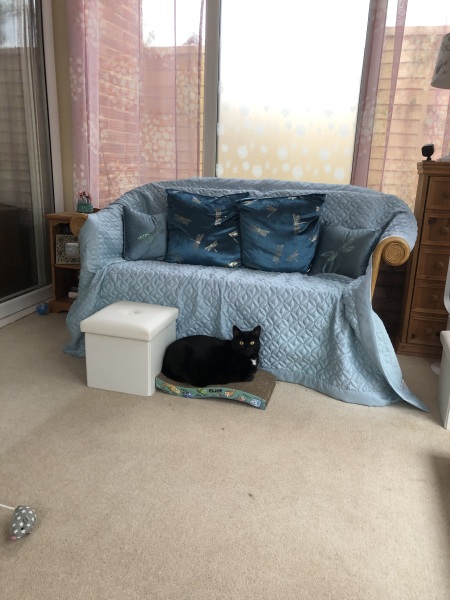 Cat scratching carpet help!