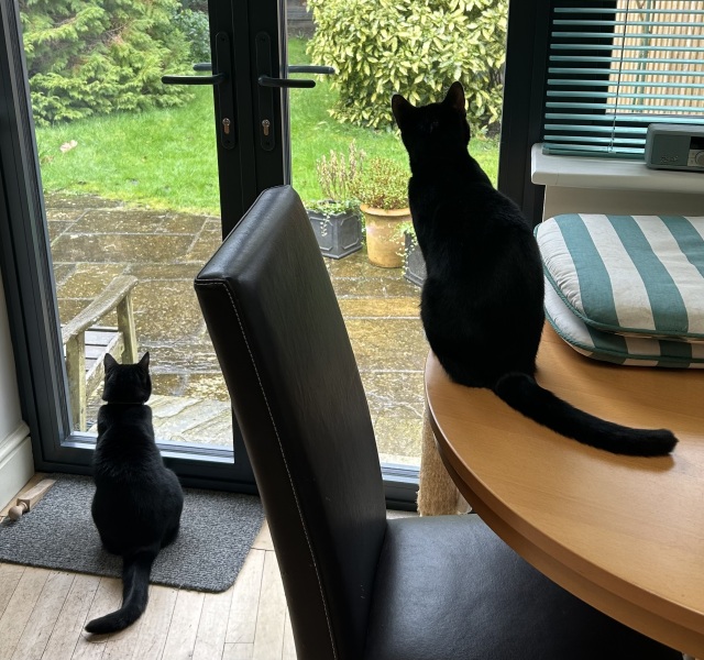 Thread 46 Sunak - don't rain on our parade