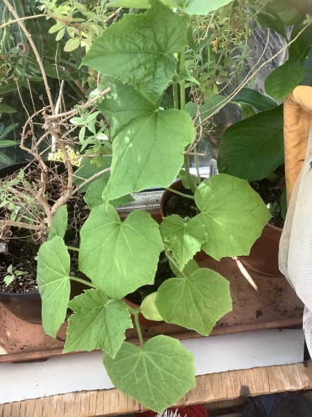 The Vegetable Patch 2024/2025