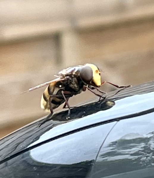 What the hell is this?