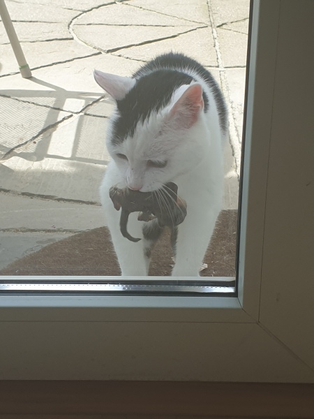 What 'present' has your cat brought you? (light hearted)