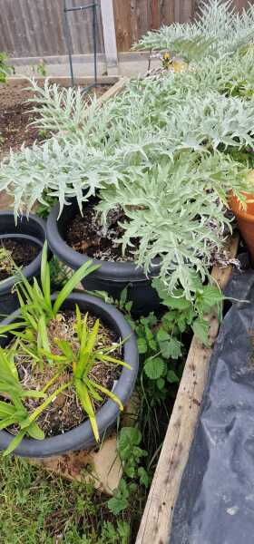 Sunny balcony - best to grow