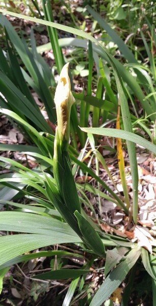 What have you done in the garden today? Part 5