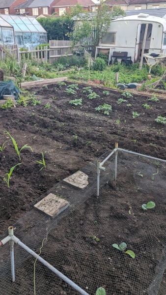 The Vegetable Patch 2024/2025