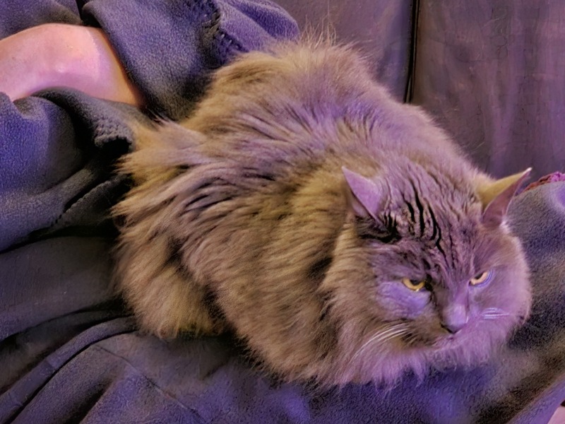 Does having a cat make you lazy?