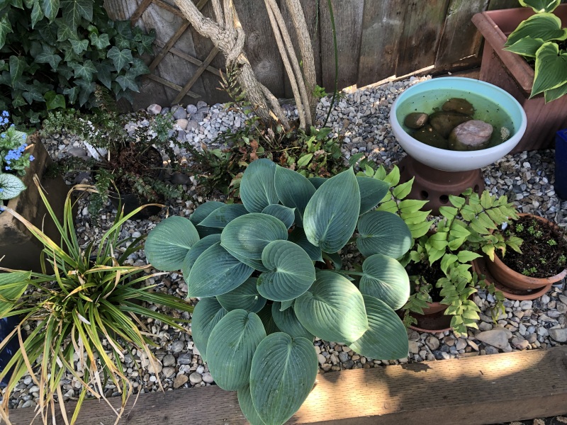 Can I save my hostas or give up this year?