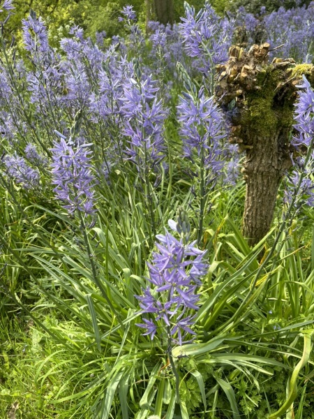 What are these flowers?