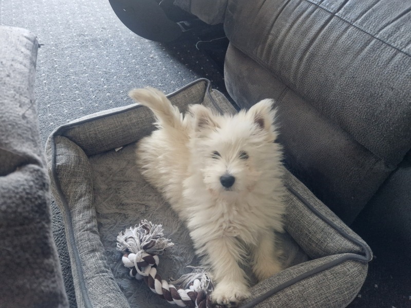 New Puppy
