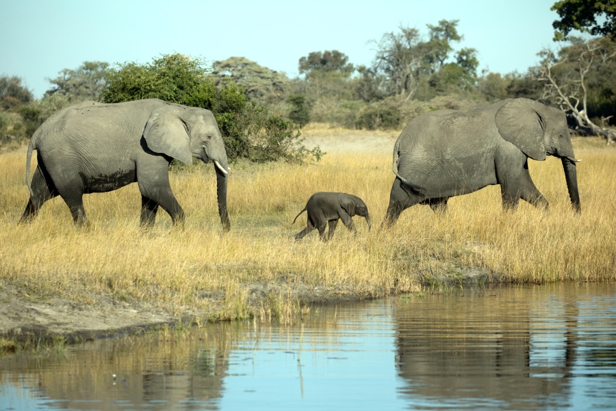 Thread 46 Sunak - don't rain on our parade