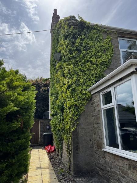 Removing ivy