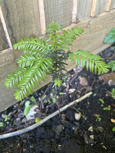Does anyone know what this is?