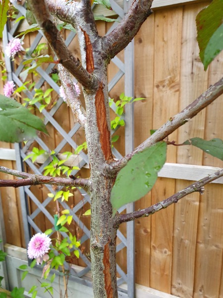 Young cherry bark missing pic