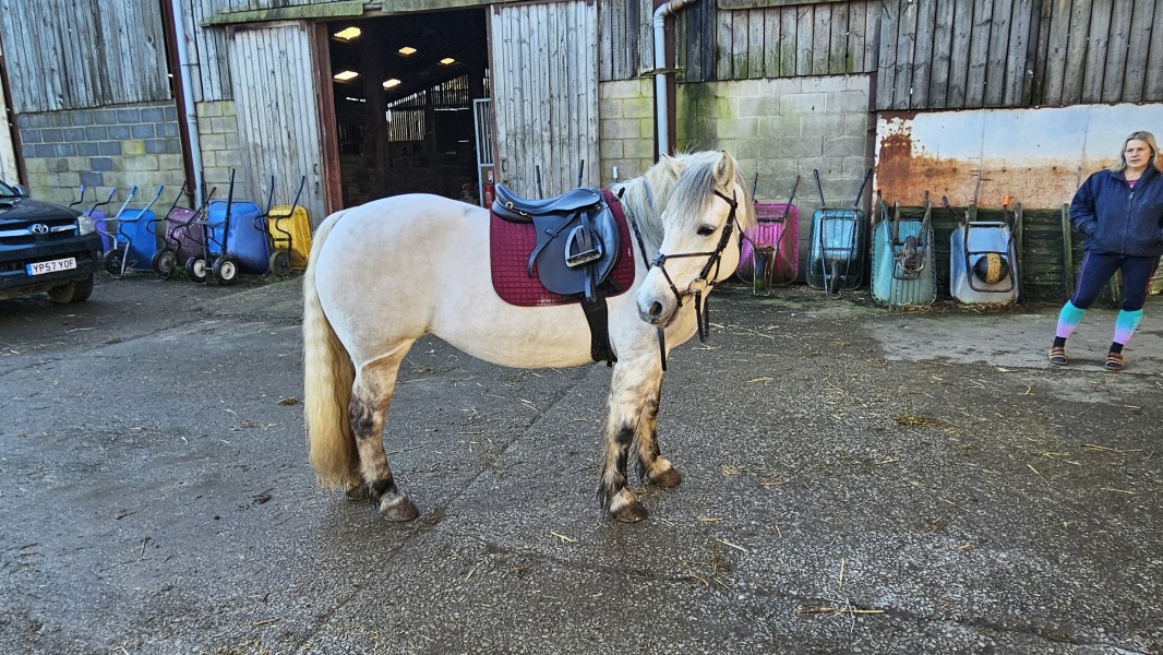 Any Highland Pony people on here?